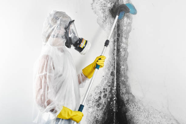Best Asbestos and Lead Testing During Mold Inspection  in Lakeside, TX