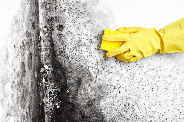 Best Attic Mold Removal  in Lakeside, TX